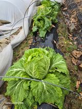 팜모닝 배추·영농일지 게시글 이미지