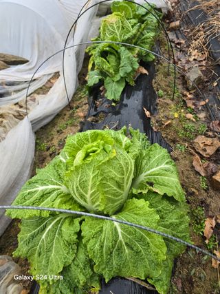 소병찬님의 배추 · 영농일지 작성글 사진