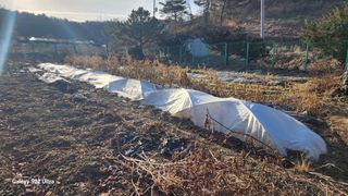 28 268 HQ님의 기타작물 · 영농일지 작성글 사진