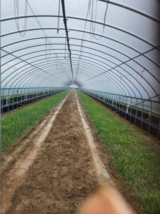 김저팔계님의 파 · 영농일지 작성글 사진