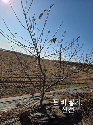 정영석님의 기타작물 · 영농일지 작성글 사진