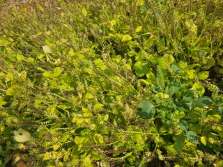 진정한농민되고싶다님의 들깨 · 영농일지 작성글 사진