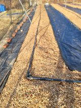 팜모닝 블루베리·영농일지 게시글 이미지