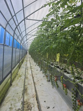 김호진님의 토마토 · 영농일지 작성글 사진