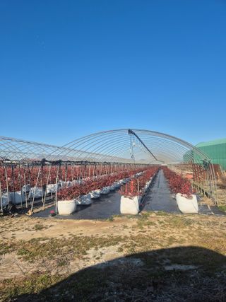 박영희님의 블루베리 · 영농일지 작성글 사진