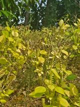 팜모닝 들깨·영농일지 게시글 이미지