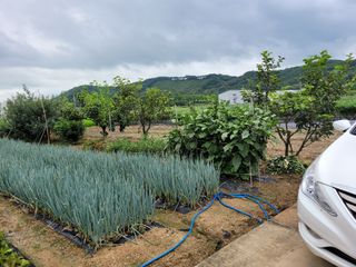 장명숙님의 기타작물 · 영농일지 작성글 사진