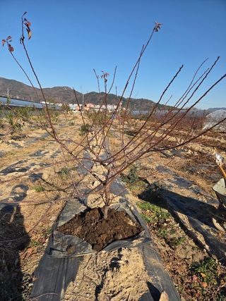 정영석님의 기타작물 · 영농일지 작성글 사진