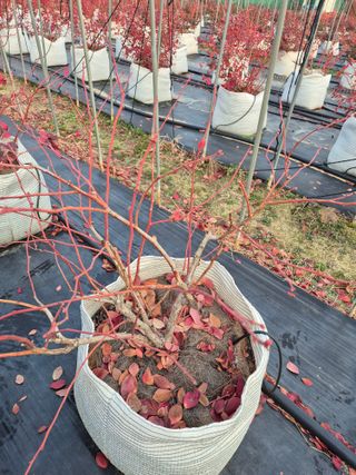 박영희님의 블루베리 · 영농일지 작성글 사진