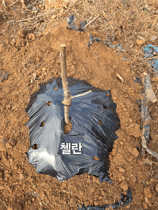 정영석님의 기타작물 · 영농일지 작성글 사진