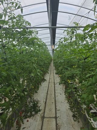 김호진님의 토마토 · 영농일지 작성글 사진