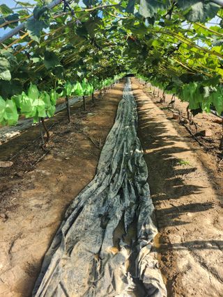 백화산지킴이산야초님의 포도 · 영농일지 작성글 사진