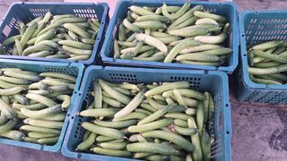 신동원님의 오이 · 영농일지 작성글 사진