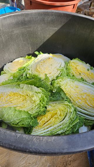 대봉농원 이경화님의 기타작물 · 영농일지 작성글 사진