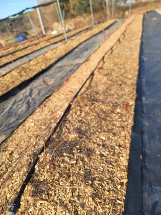 박치문님의 블루베리 · 영농일지 작성글 사진