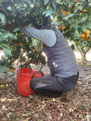 산방자연농원님의 귤 · 영농일지 작성글 사진