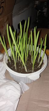 팜모닝 기타작물·영농일지 게시글 이미지