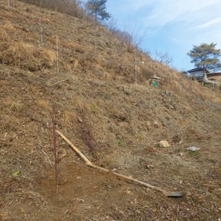 가로수님의 기타작물 · 영농일지 작성글 사진