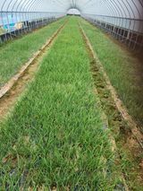 팜모닝 파·영농일지 게시글 이미지