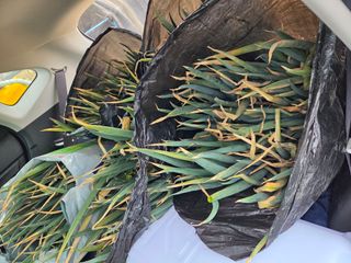 정영석님의 파 · 영농일지 작성글 사진