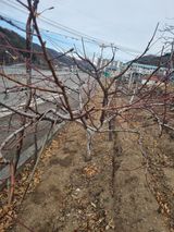 김용대님의 작성글 사진