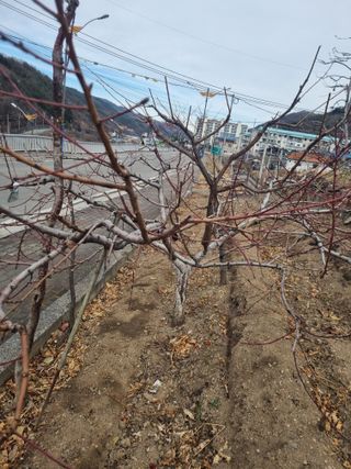 김용대님의 자두 · 영농일지 작성글 사진