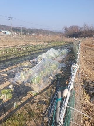 양파12861님의 배추 · 영농일지 작성글 사진