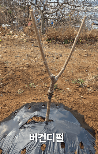 정영석님의 기타작물 · 영농일지 작성글 사진