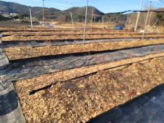 박치문님의 블루베리 · 영농일지 작성글 사진