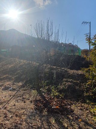 양파12861님의 배추 · 영농일지 작성글 사진