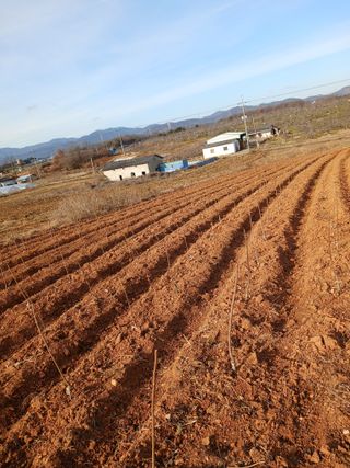 열매님의 기타작물 · 영농일지 작성글 사진