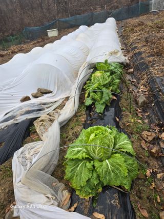 소병찬님의 배추 · 영농일지 작성글 사진