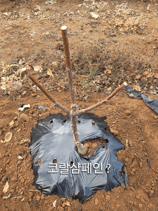 정영석님의 기타작물 · 영농일지 작성글 사진