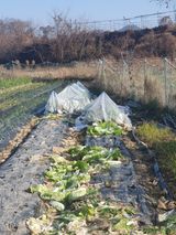 팜모닝 배추·영농일지 게시글 이미지