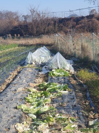 양파12861님의 배추 · 영농일지 작성글 사진