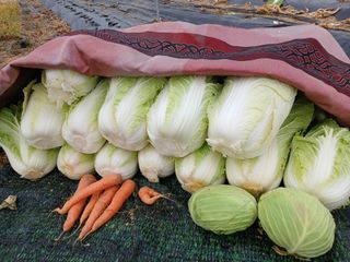 땅콩맘님의 기타작물 · 영농일지 작성글 사진