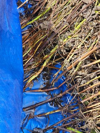 진정한농민되고싶다님의 들깨 · 영농일지 작성글 사진