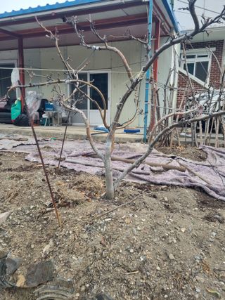 김용대님의 자두 · 영농일지 작성글 사진