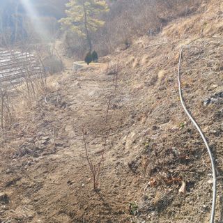 가로수님의 기타작물 · 영농일지 작성글 사진