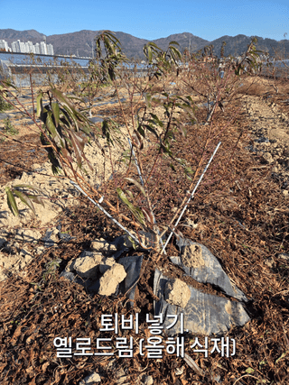 정영석님의 기타작물 · 영농일지 작성글 사진