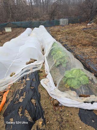 소병찬님의 배추 · 영농일지 작성글 사진