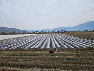 태이린팜님의 시금치 · 영농일지 작성글 사진