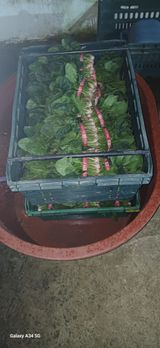 팜모닝 시금치·영농일지 게시글 이미지