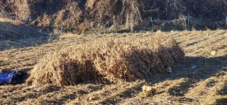 김제일님의 콩 · 영농일지 작성글 사진