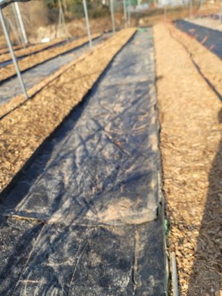 박치문님의 블루베리 · 영농일지 작성글 사진