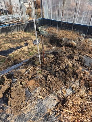 정영석님의 기타작물 · 영농일지 작성글 사진