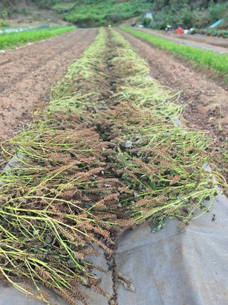 참깨김성욱9810님의 기타작물 · 영농일지 작성글 사진