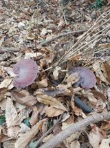 팜모닝 기타작물·영농일지 게시글 이미지