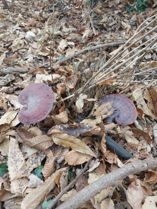 김성환님의 기타작물 · 영농일지 작성글 사진
