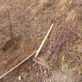 가로수님의 기타작물 · 영농일지 작성글 사진